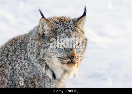 Un Lynx du Canada (Lynx canadensis) dans la neige en hiver à Saskatoon, Saskatchewan Banque D'Images