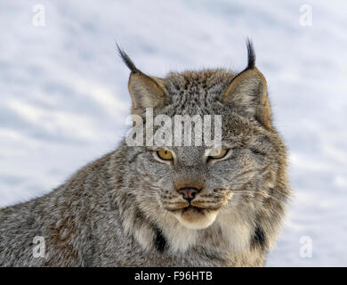 Un Lynx du Canada (Lynx canadensis) dans la neige en hiver à Saskatoon, Saskatchewan Banque D'Images