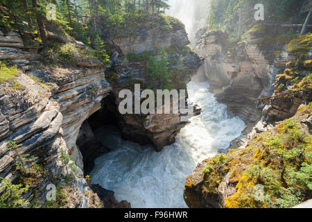 Les chutes Athabasca, rivière Athabasca, Jasper National Park, Alberta, Canada. Banque D'Images