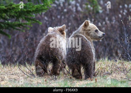Les oursons grizzlis (Ursus arctos horribilus), Canadian Rockies Banque D'Images