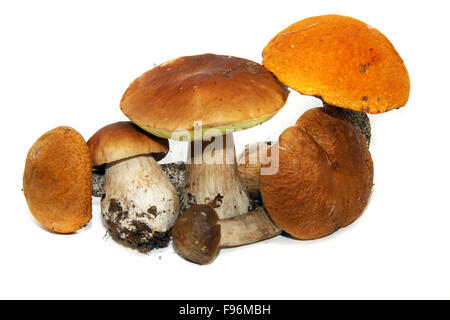 Champignons Porcini (Boletus edulis) aka bolet ou penny bun isolated on white Banque D'Images