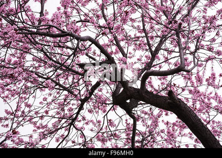 Cherry Blossom tree avec des fleurs roses en pleine floraison Banque D'Images