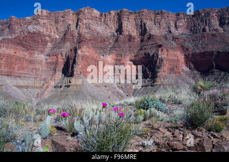 Oponce de l'ours grizzli, Opuntia erinacea, Tanner Trail, Colorado River, Grand Canyon, Arizona, United States Banque D'Images