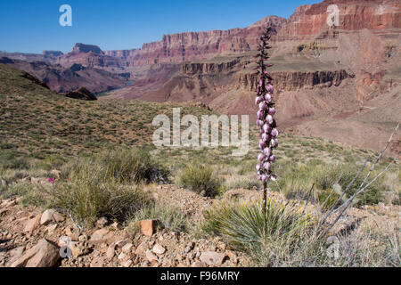 Yucca Yucca baccata, banane, Tanner Trail, Colorado River, Grand Canyon, Arizona, United States Banque D'Images