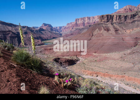 Oponce de l'ours grizzli, Opuntia erinacea et banane le yucca, Yucca baccata, Tanner Trail, Colorado River, Grand Canyon, Banque D'Images