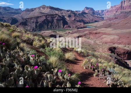 Oponce de l'ours grizzli, Opuntia erinacea, Tanner Trail, Colorado River, Grand Canyon, Arizona, United States Banque D'Images