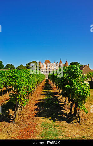 Vignes au Château de Monbazillac, Dordogne, France Banque D'Images