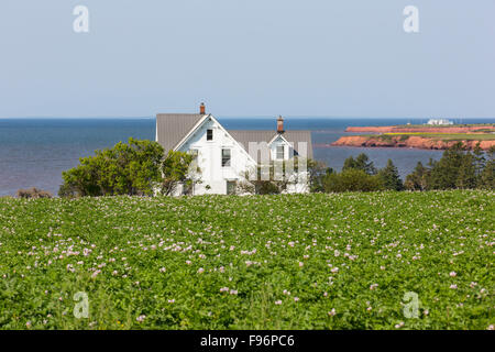 Ferme et champ de pommes de terre en fleur, Tryon, Prince Edward Island, Canada Banque D'Images