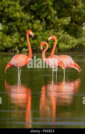 American flamingo (Phoenicopterus ruber) se nourrissant dans une lagune à Cuba. Banque D'Images