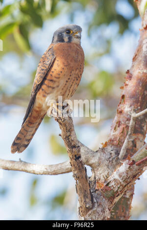 Crécerelle d'Amérique (Falco sparverius) perché sur une branche à Cuba. Banque D'Images