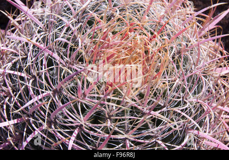 Baril, Californie cactus Ferocactus cylindraceus, Colorado River, Grand Canyon, Arizona, United States Banque D'Images