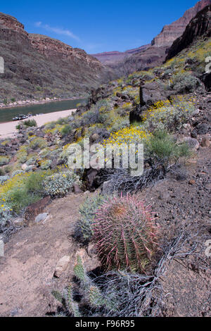 Brittlebush, Encelia farinosa et Californie cactus Ferocactus baril, cylindraceusColorado River, Grand Canyon, Arizona, Banque D'Images