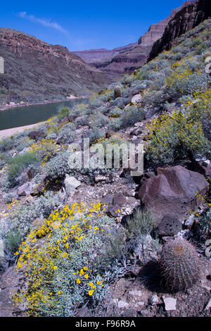 Brittlebush, Encelia farinosa et Californie cactus Ferocactus baril, cylindraceusColorado River, Grand Canyon, Arizona, Banque D'Images