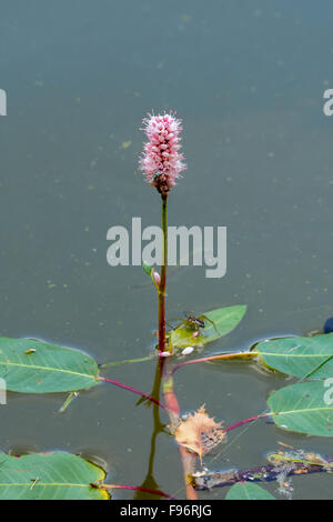 De plus en plus fleur rose hors de l'eau avec les Leafs Banque D'Images