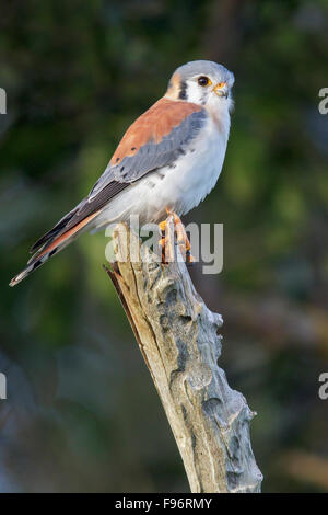 Crécerelle d'Amérique (Falco sparverius) perché sur une branche à Cuba. Banque D'Images