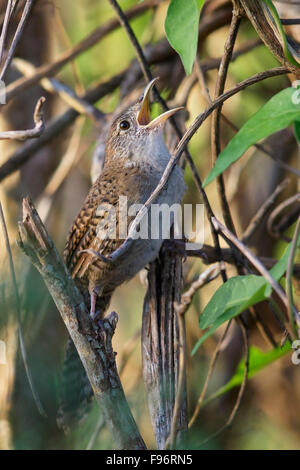 (Ferminia cerverai Zapata Wren) perché sur une branche à Cuba. Banque D'Images