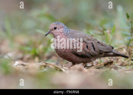 Un terrain d'Dove (Columbina passerina) perché sur le terrain à Cuba. Banque D'Images