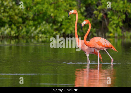 American flamingo (Phoenicopterus ruber) se nourrissant dans une lagune à Cuba. Banque D'Images