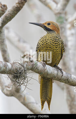 Fernandinas Pic flamboyant (Colaptes fernandinae) perché sur une branche à Cuba. Banque D'Images