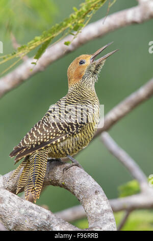 Fernandinas Pic flamboyant (Colaptes fernandinae) perché sur une branche à Cuba. Banque D'Images