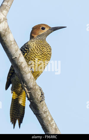 Fernandinas Pic flamboyant (Colaptes fernandinae) perché sur une branche à Cuba. Banque D'Images