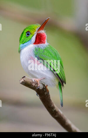 Todier de Cuba (Todus multicolor) perché sur une branche à Cuba. Banque D'Images