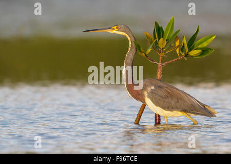 Aigrette tricolore (Egretta tricolor) se nourrissant dans une lagune à Cuba. Banque D'Images