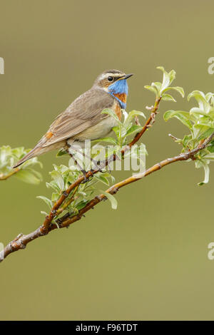 Gorgebleue à miroir (Luscinia svecica) perché sur une branche à Nome, en Alaska. Banque D'Images