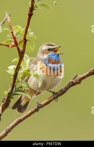 Gorgebleue à miroir (Luscinia svecica) perché sur une branche à Nome, en Alaska. Banque D'Images