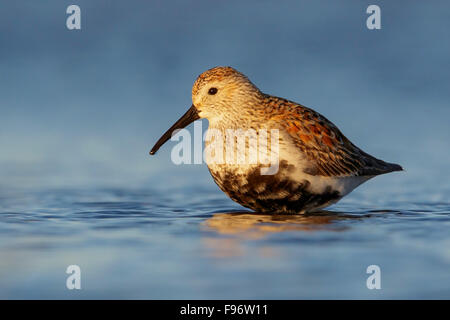 Le Bécasseau variable (Calidris alpina) nourrir le long d'une rivière dans la région de Nome, en Alaska. Banque D'Images