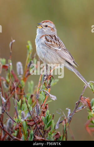 American Tree Sparrow (Spizella arborea) perché sur une branche à Nome, en Alaska. Banque D'Images