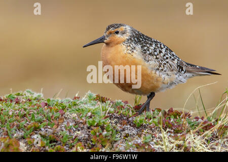 Bécasseau maubèche (Calidris canutus) perché sur la toundra à Nome, en Alaska. Banque D'Images