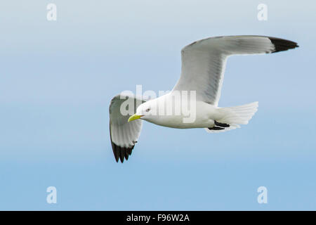 La présence de Mouette tridactyle (Rissa tridactyla) se nourrir dans l'océan près de Nome, en Alaska. Banque D'Images