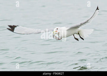 La présence de Mouette tridactyle (Rissa tridactyla) se nourrir dans l'océan près de Nome, en Alaska. Banque D'Images