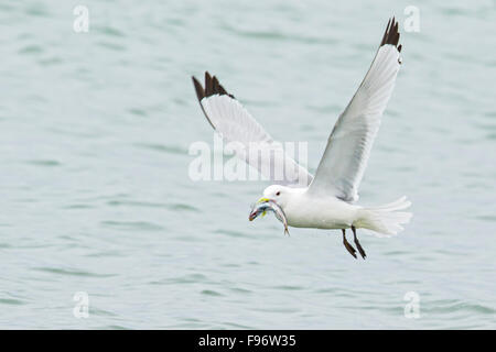 La présence de Mouette tridactyle (Rissa tridactyla) se nourrir dans l'océan près de Nome, en Alaska. Banque D'Images