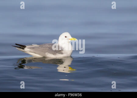 La présence de Mouette tridactyle (Rissa tridactyla) se nourrir dans l'océan près de Nome, en Alaska. Banque D'Images