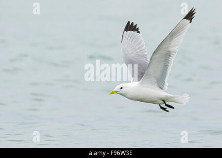 La présence de Mouette tridactyle (Rissa tridactyla) se nourrir dans l'océan près de Nome, en Alaska. Banque D'Images