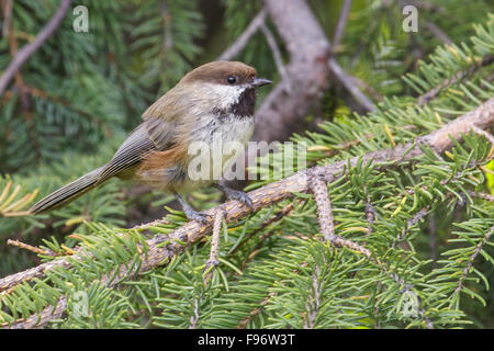 Mésange à tête brune (Poecile hudsonicus) perché sur une branche dans Seward, Alaska. Banque D'Images