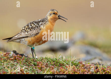 Bécasseau maubèche (Calidris canutus) perché sur la toundra à Nome, en Alaska. Banque D'Images