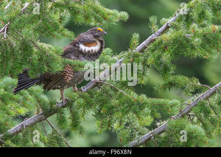 Les tétras du Canada (Dendragapus fuliginosus) dans les montagnes de la Colombie-Britannique, Canada. Banque D'Images