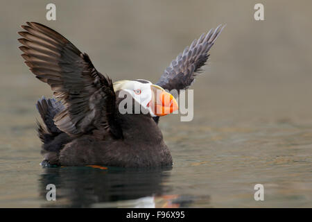 Le Macareux huppé (Fratercula cirrhata) nager sur l'océan, près de la côte de l'État de Washington, USA. Banque D'Images