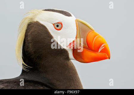 Le Macareux huppé (Fratercula cirrhata) nager sur l'océan, près de la côte de l'État de Washington, USA. Banque D'Images