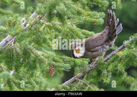 Les tétras du Canada (Dendragapus fuliginosus) dans les montagnes de la Colombie-Britannique, Canada. Banque D'Images