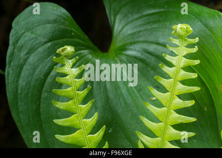 Leather (Polypodium scouleri), et faux muguet (Maianthemum dilatatum), la Réserve de parc national Pacific Rim Banque D'Images