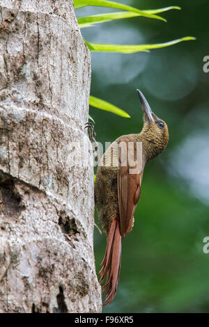 Northern Barred Grimpar Nasican (Dendrocolaptes sanctithomae) perché sur une branche au Costa Rica. Banque D'Images