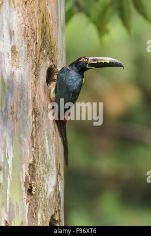 (Pteroglossus Aracari à collier torquatus), perché sur une branche au Costa Rica. Banque D'Images