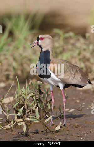 Le sud de sociable (vanellus chilensis) nourrir le long de la rive d'un fleuve au Costa Rica, Amérique centrale. Banque D'Images