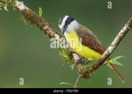 Tyran Quiquivi (Pitangus sulfuratus) perché sur une branche au Costa Rica. Banque D'Images