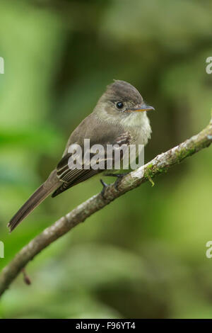 Moucherolle des saules (Empidonax traillii) perché sur une branche au Costa Rica. Banque D'Images