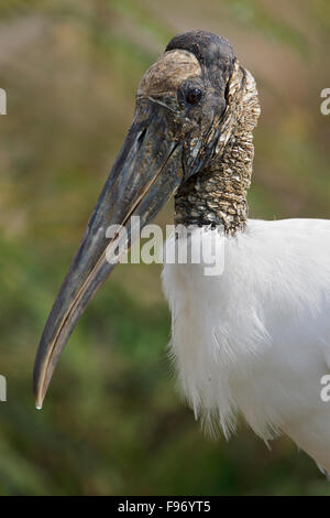 Wood Stork (Mycteria americana) nourrir le long de la rive d'un fleuve au Costa Rica, Amérique centrale. Banque D'Images
